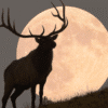 How to See 2025’s Golden Buck Moon—And Why It’ll Look Bigger Than Usual